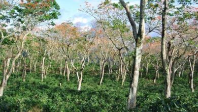 Photo of “Shamba system  not good for Kakamega forest” Khalwale tells off Gachagua.