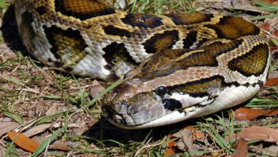 Photo of Video:Luo Woman manhandles a python that had attacked her chickens