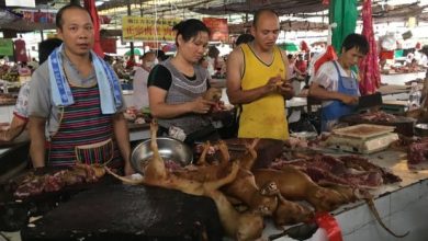 Photo of China’s City of Shenzhen bans eating Rats and Dogs!