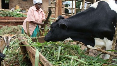Photo of Kakamega: A butcher or a thief?