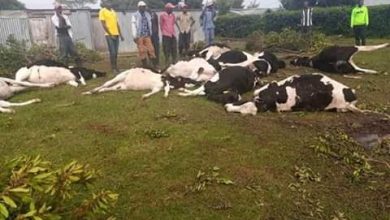 Photo of An Mp loses his cows after feeding them on a poisonous mineral.