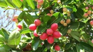 Photo of Could  covid 19 cure be lying somewhere in Kenya or Loliondo?