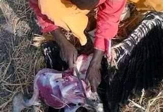 Photo of Nairobians see what you have been eating as Kuku/CHICKEN? Beware!