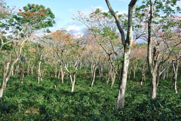 Photo of “Shamba system  not good for Kakamega forest” Khalwale tells off Gachagua.