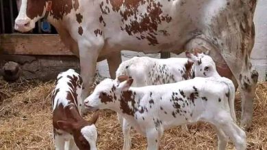 Photo of Watu si wajinga buana, Kenyans tell Sen Cherargei after he lied that Ruto’s cow in Sugoi gave birth to triplets