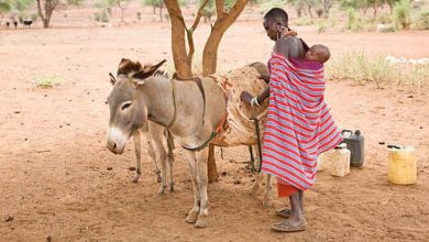 Photo of Stop feeding your donkeys on marijuana-Moyale residents told.